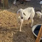 نعجه حري حرش