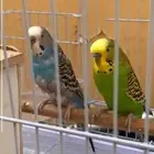 عرض خاص عاجل ببغاء