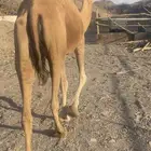 ناقه حمر طيبه تم البيع