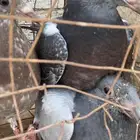 حمام