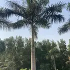 نخيل ملوكي نخيل واشنطني جميع انوع الاشجار ازينه