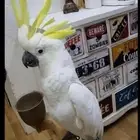 طير كوكاتو اليف - متكلم