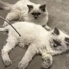 قطط همالايا إناث للبيع