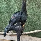 فرخ ديك شامو الماني