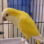 للبيع كويكر عمره سنتين