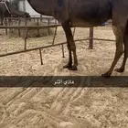 للبيع ثنو خفوت