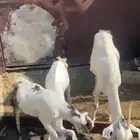 معزا