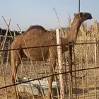 قعود للبيع