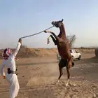 احصان شعبي طرب