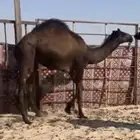 للبيع حشوان كفو