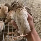 سمان للبيع