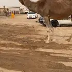 عشراء شقحاء