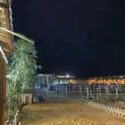 ايواء خيل بريده