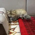 قط ذكر مكس سكوتش شيرازي