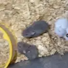 هامستر روسي