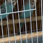 زوج بادجي (طيور حب)