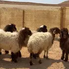 رخال جذعات نعيمي