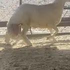 خاروف جبر العمر 6 اشهر ويزيد