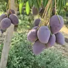مانجو وجازان من والمزرعة لباب بيتك