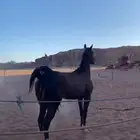 خيل