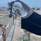 حصان واهو