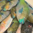 اسماك صيد اليوم