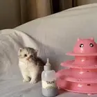 سكوتش فولد بيور