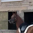 حصان للبيع