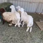 الرخل النعيمي للبيع فقط الحريات تم بيعهن