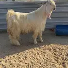 فحل عارضي فاخر