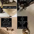 عدد