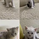 قطط أمريكي ما شاء الله