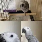 ببغا كاسكو فرخ محجل