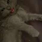 قطط سكوتش فولد  مهجن شيراز2