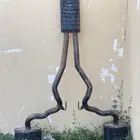شكمان كامل موستنق 3016