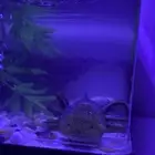 اكسلوتل ( عفريت الماء )