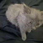 قطط