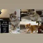 قطط سكوتش قولد للبيع