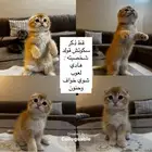 ذكور سكوتش قولد