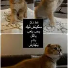 قطط سكوتش بجدة