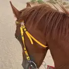 حصان