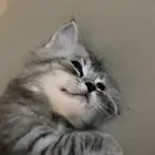 قط شيرازي صغير مع امه للبيع