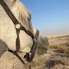 حصان شعبي