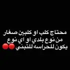 محتاج كلب للتبني