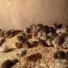 صيصان سمان للبيع