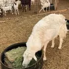 فحل حري مشروط