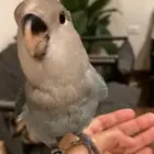 فندقة رفه للحيوانات   .