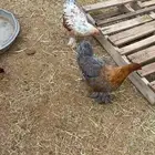 اعرض لكم دجاج براهم