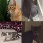 لتبني قطط