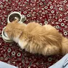 قط بدلع البيع بسبب الحاجه